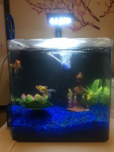 Having a fish tank can help you stay calm and focused. Photo courtesy of: Hannah Fakhrzadeh